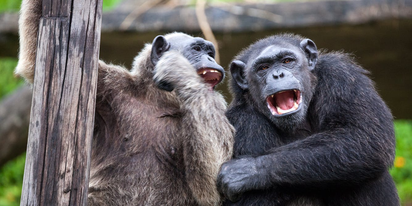 What's Really Keeping Monkeys From Speaking Their Minds? Their