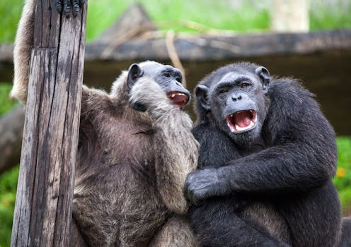 Chimpanzees are highly social but recent research suggests they can be with gorillas too.