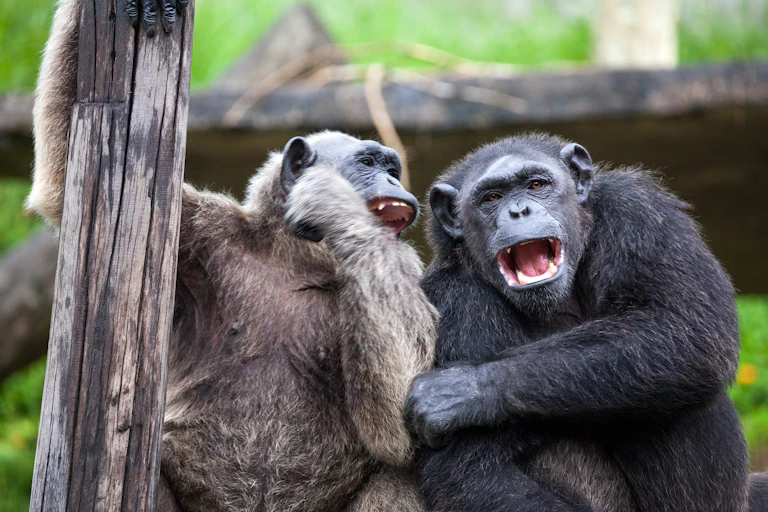 Two chimpanzees appear to laugh together