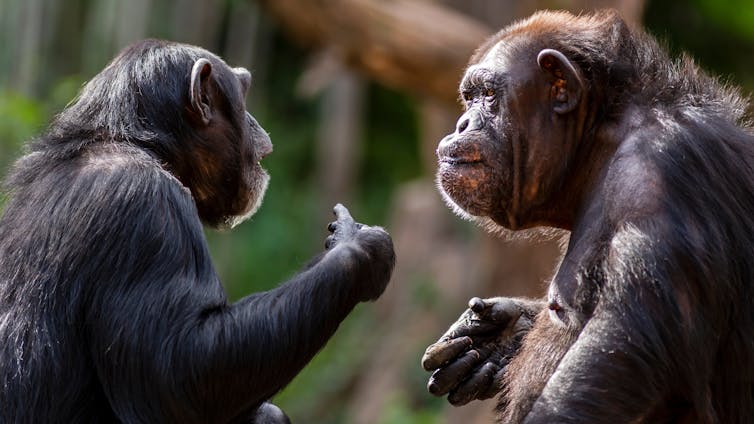 Two chimpanzees appear to be chatting
