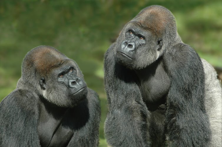 Two gorillas thinking of something