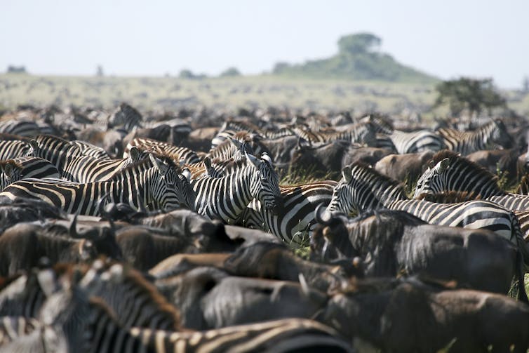 Zebra and wildebeest