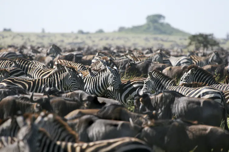Aliansi zebra dan rusa kutub