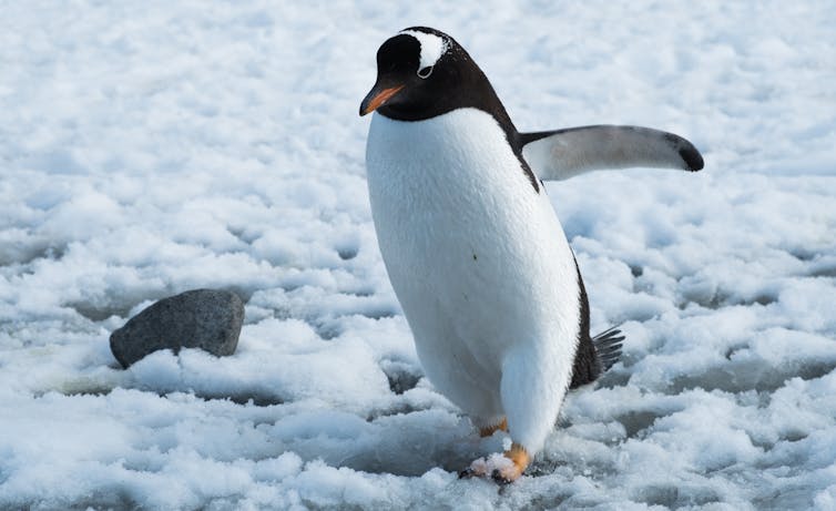 A Gentoo penguin walks on snow