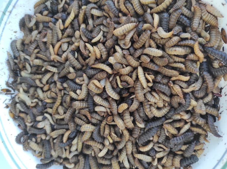 A large pile of wriggly maggots of various shades of brown and beige
