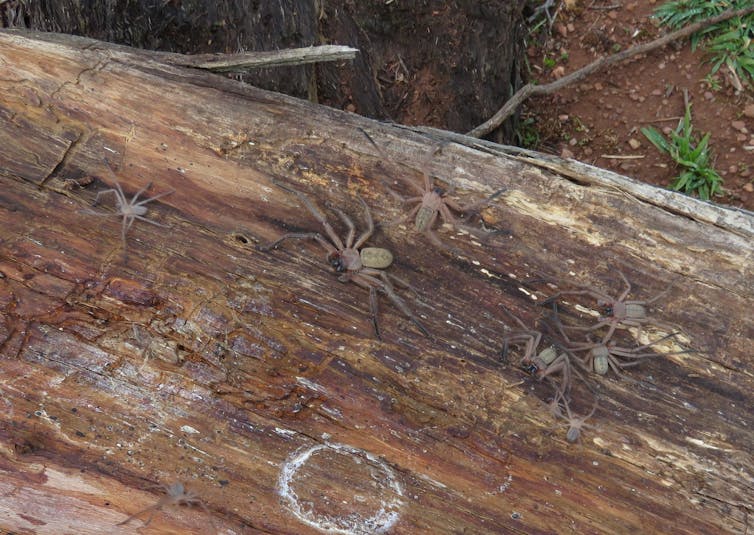 Brown, large spiders blending into a wooden background