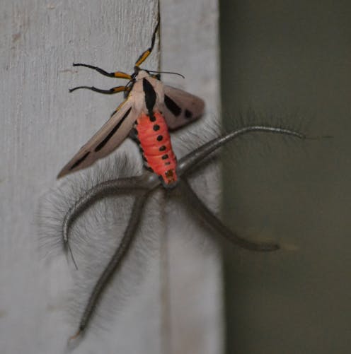 7 'creepy crawlies' you don't need to be afraid of this spooky season