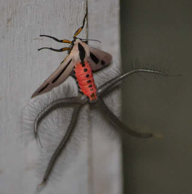 A moth with a red abdomen and tentacle-lie appendages extending from it
