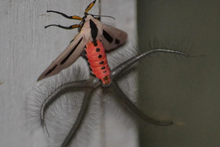 A moth with a red abdomen and tentacle-lie appendages extending from it