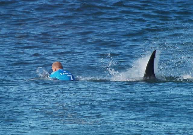 shark coming up behind surfer with name 'Fanning' on the back of his surf vest