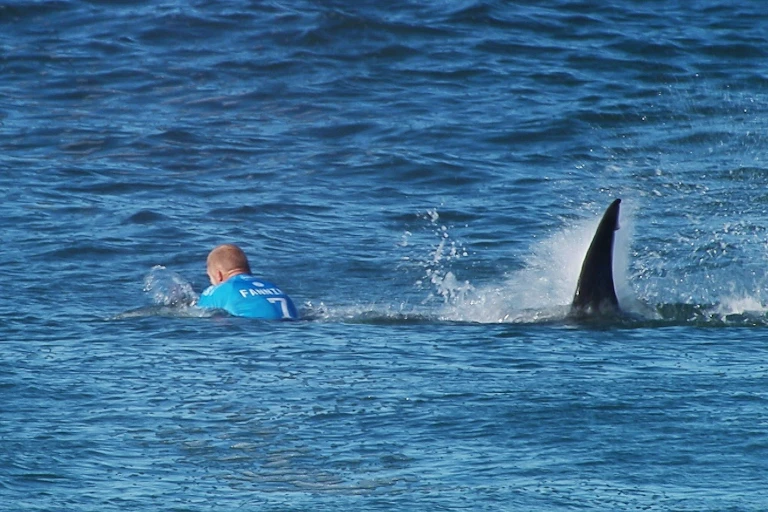 shark coming up behind surfer with name 'Fanning' on the back of his surf vest