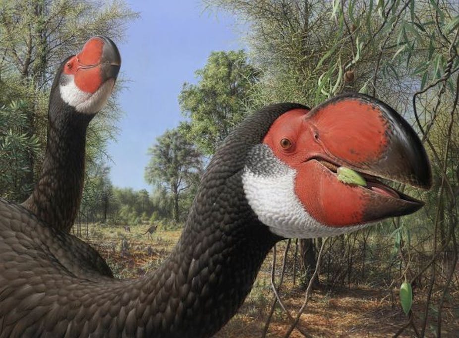 Putting the bones of giant, extinct 'thunderbirds' under the microscope  reveals how they grew