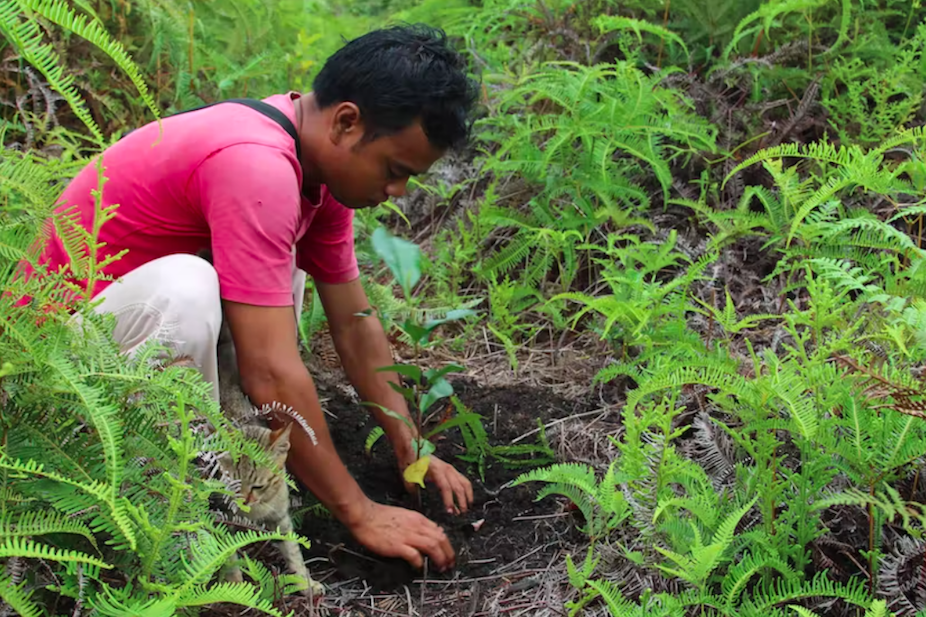 Un homme plante de jeunes arbres sur l’île de Bornéo