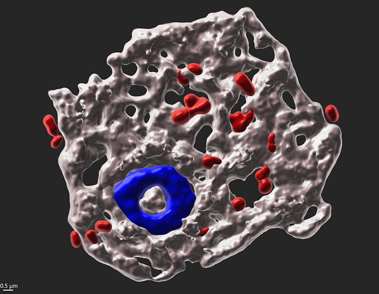 Image de synthèse d’une amibe avec son noyau et les bactéries hébergées