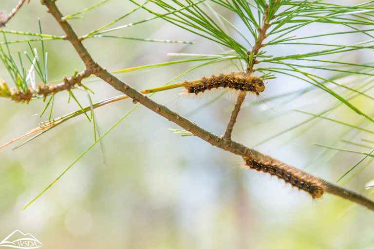 Deux chenilles sur des branches d'arbre