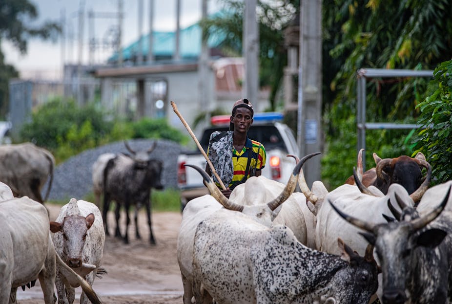 A young boy walking with his her of of cattle by the roadside.