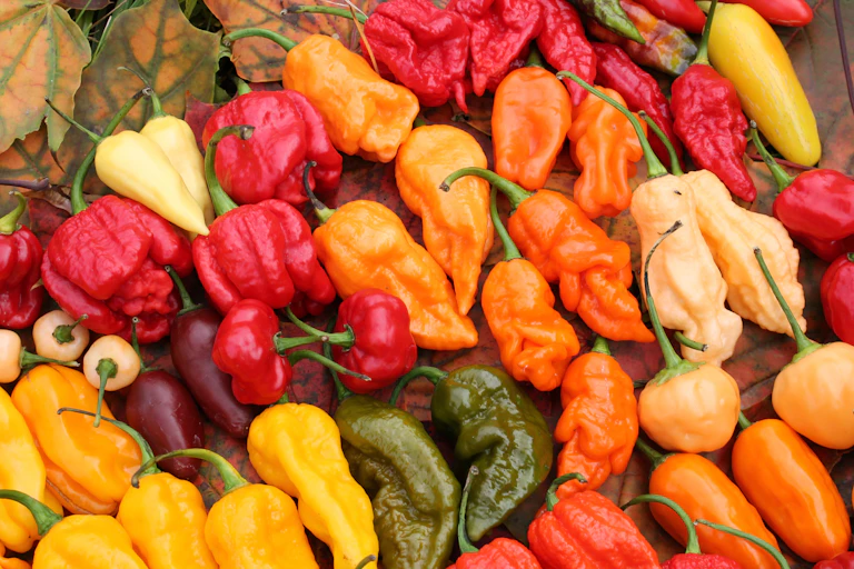 a pile of red, orange and yellow pepper varieties