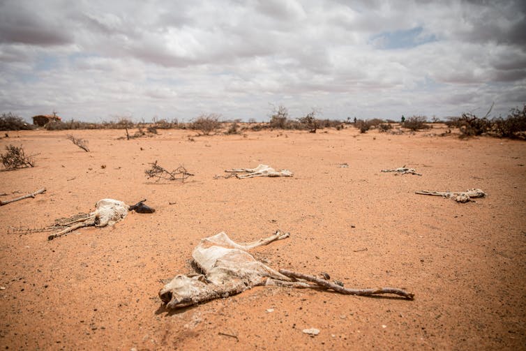 Dead goats on dusty ground