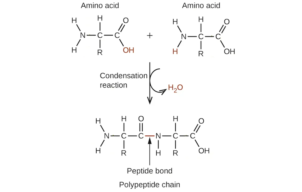 Condention Rxn A Potential Solution to Early Earth's 'Water Paradox' | RealClearScience