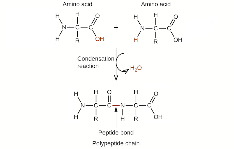 Diagram of condensation reaction joining two amino acids with a peptide bond