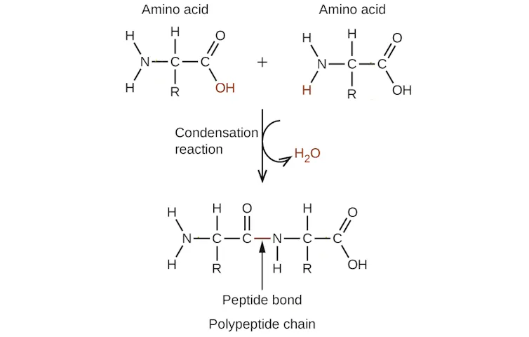 Diagram of condensation reaction joining two amino acids with a peptide bond