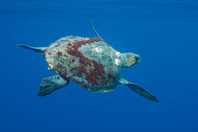 A sea turtle with algae and barnacles attached to tis shell swims in open water