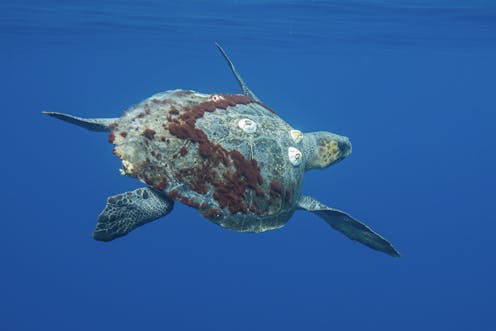 Olive ridley sea turtles are constantly on the move, so protective zones should follow them