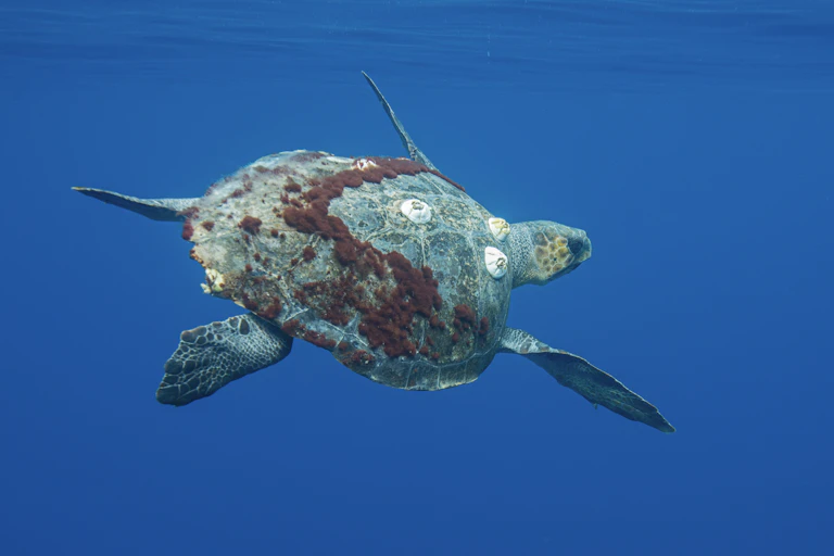 A sea turtle with algae and barnacles attached to tis shell swims in open water