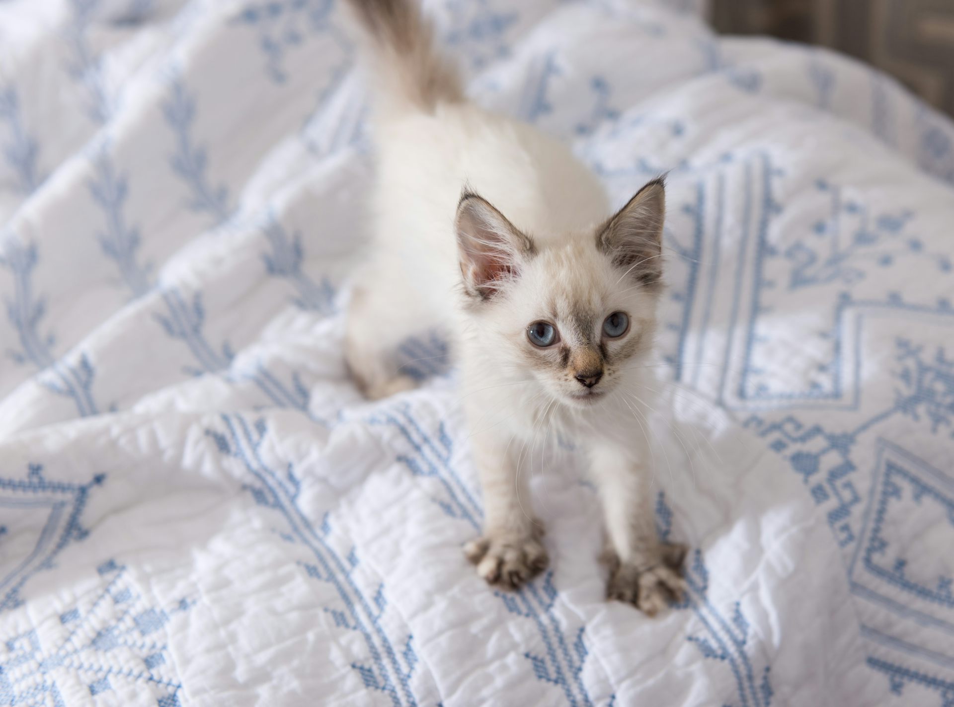 Why do shop cats pad blankets