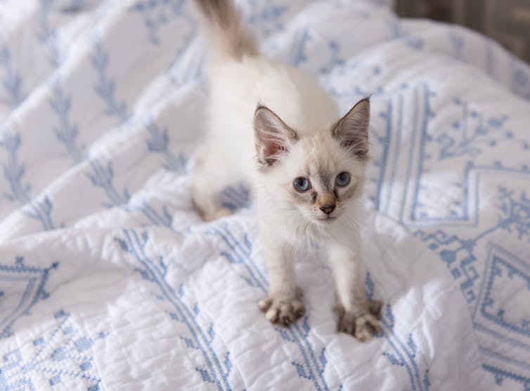 A kitten kneads the covers on a bed.