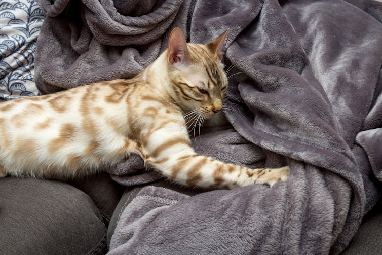 A cat kneads the bed