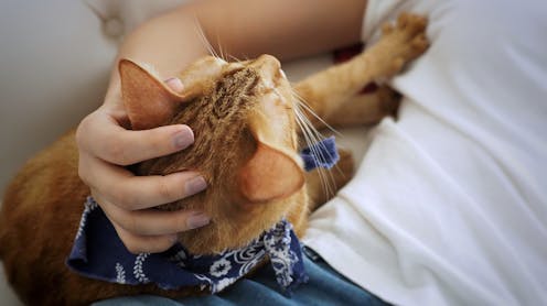 Why do cats knead?