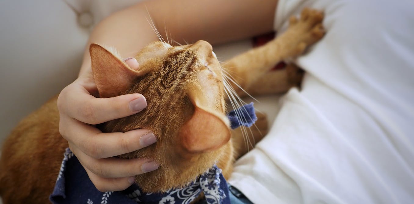 Why do cats knead? Why do cats knead?