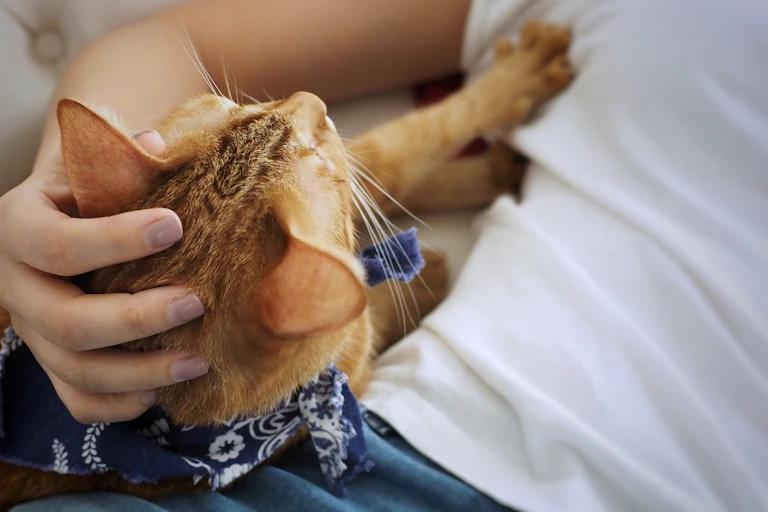 A cat kneads its owner