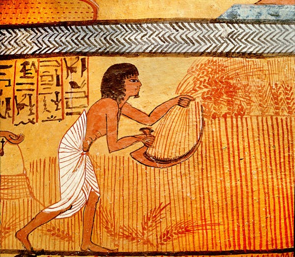 Painting from an Egyptian tomb showing a person holding a scythe and cutting wheat.