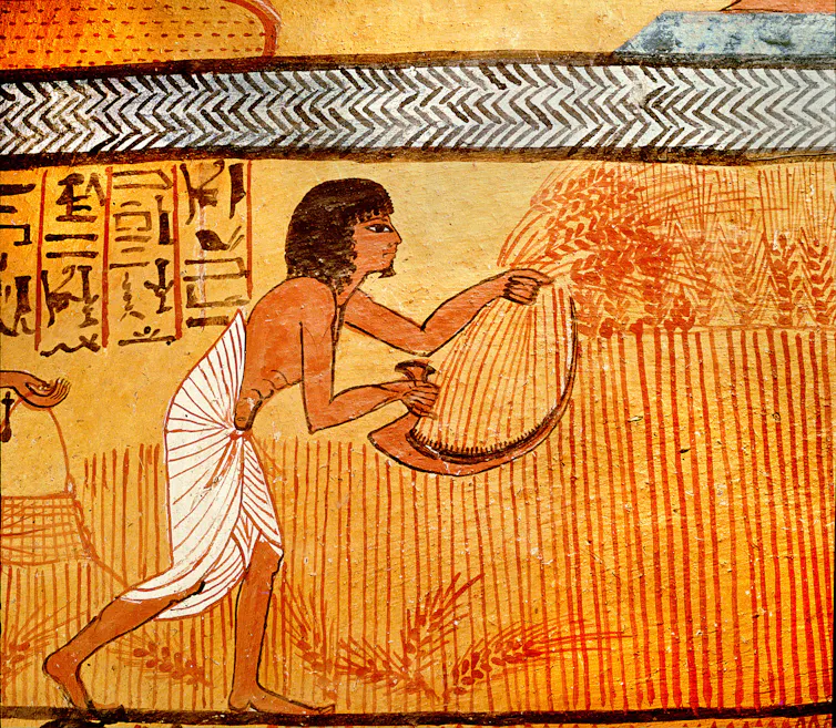 Painting from an Egyptian tomb showing a person holding a scythe and cutting wheat.