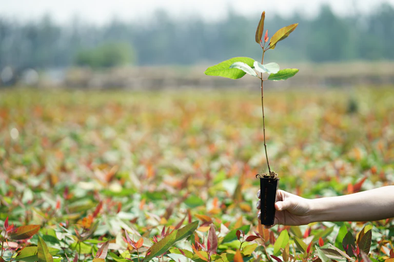 gum tree seedling