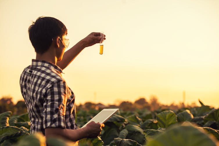 Farmer researching plant in tobacco farm.