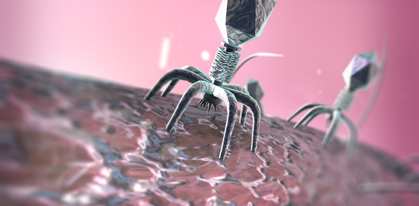Les virus bactériophages : alliés ou ennemis dans la lutte contre les infections bactériennes ?