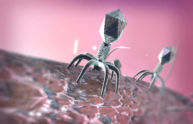 Illustration d'un bactériophage s'attaquant à une bactérie.