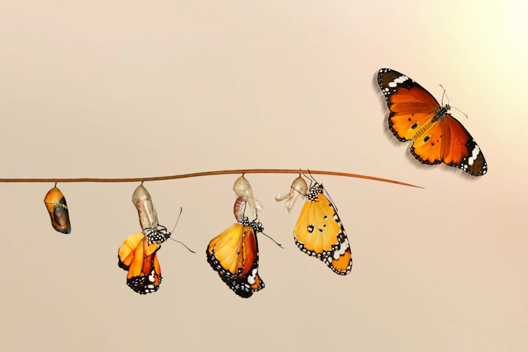 An insect progressing from pupae to butterfly.