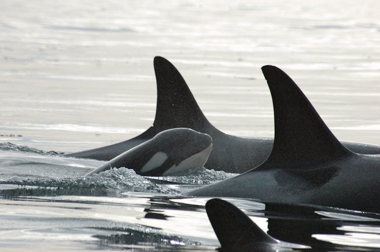 A killer whale calf surfaces between two large dorsal fins.