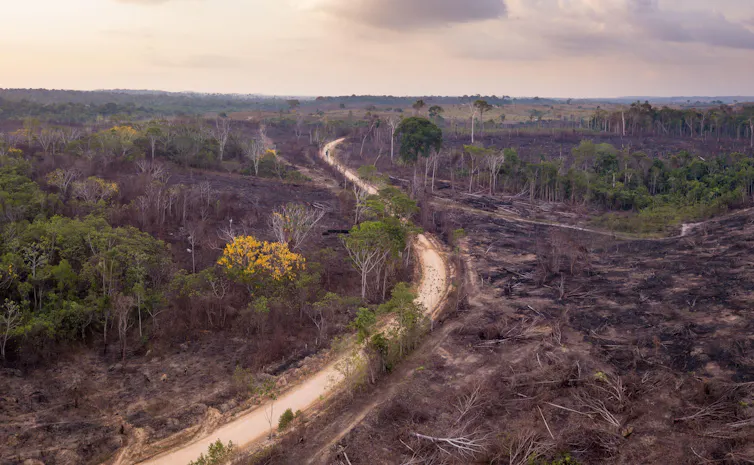 Am image showing an area where trees are cut down over a wide area.