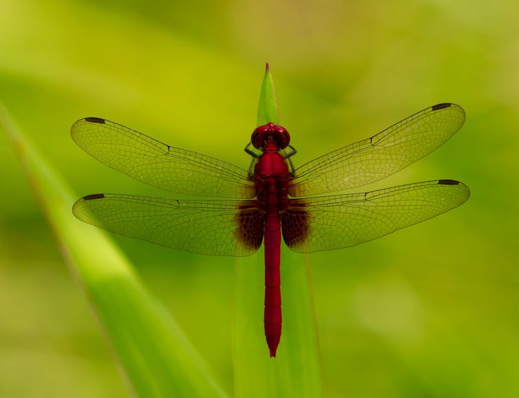 A red dragonfly resting on a plant frond.