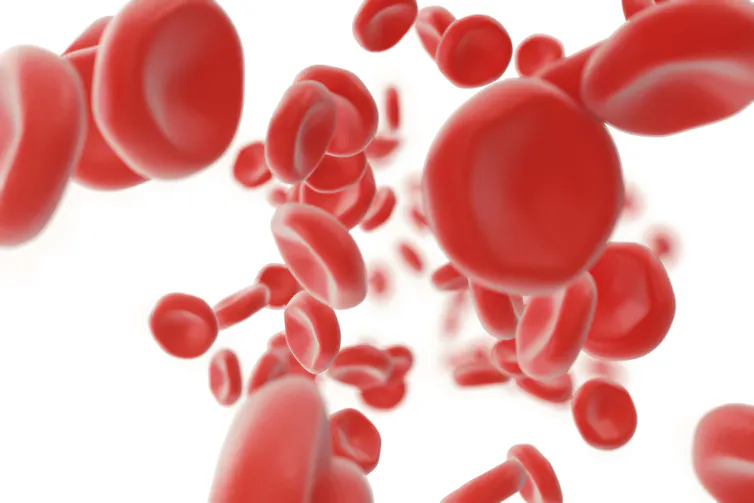 Red blood cells.