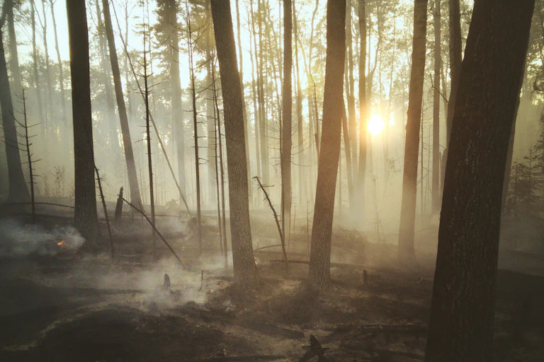 Burnt forest at sunset