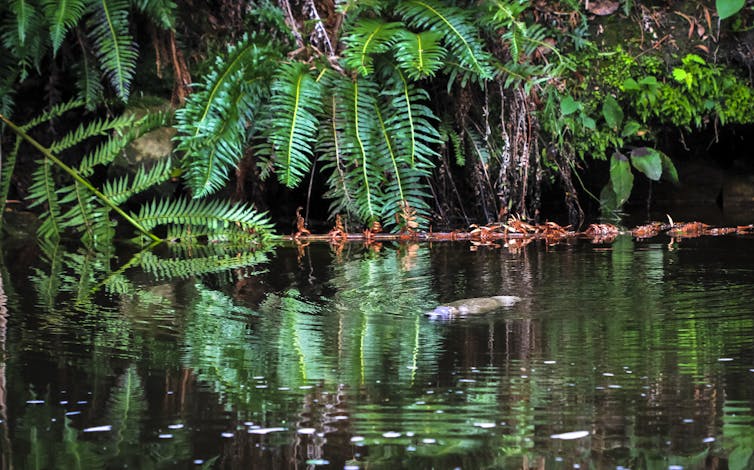 platypus swims through tropical river