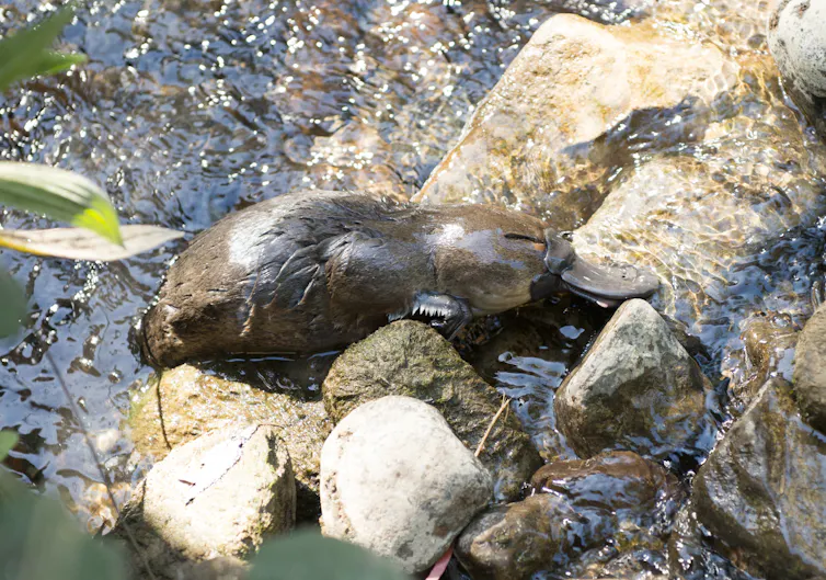 platypus clambers over rocks