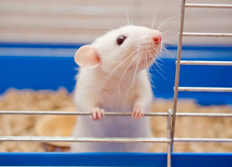 White mouse in open cage with raised nose