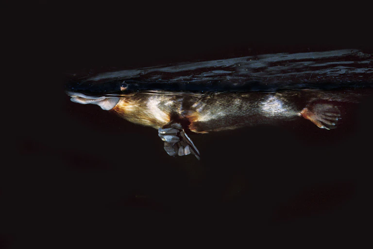 platypus in water